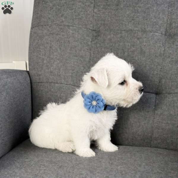 Bobby, West Highland Terrier Puppy